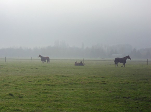 Chevaux dans le brouillard - Rando des renards des sables 2013