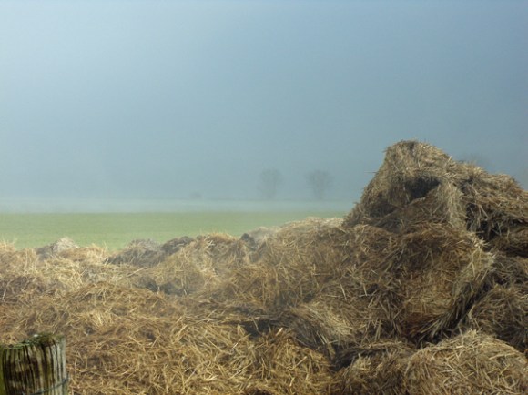 Tas de fumier - Rando des renards des sables 2013