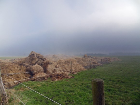 Tas de fumier - Rando des renards des sables 2013