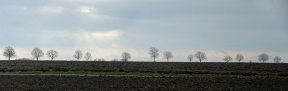 Rangée d'arbres à l'horizon