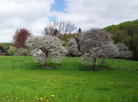Arbres en fleurs - Grinta La Tournay 2013