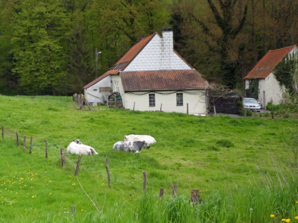 Maison et vaches - Grinta La Tournay 2013