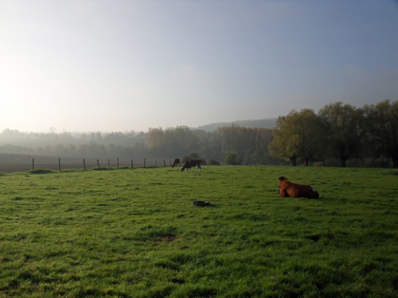 Vaches le matin - Grinta La Tournay 2013