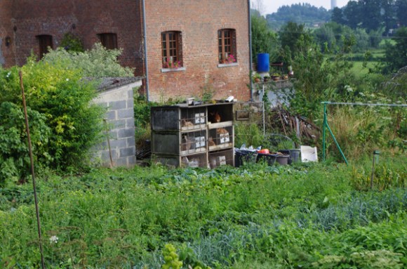 Cabane à lapins - Avesnois