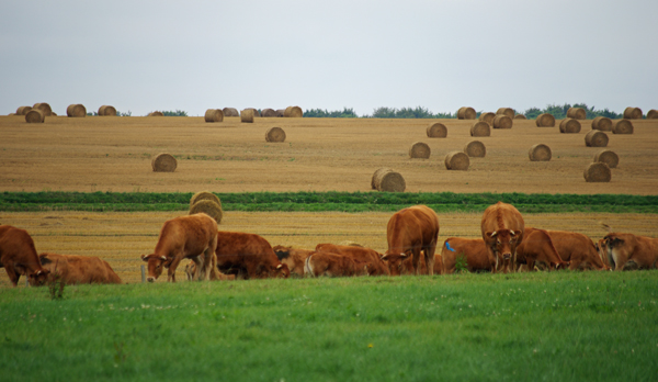 Vaches - Véloroute de la côte d'albâtre
