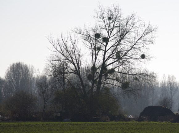 Arbres -  Balade de Leo 2014