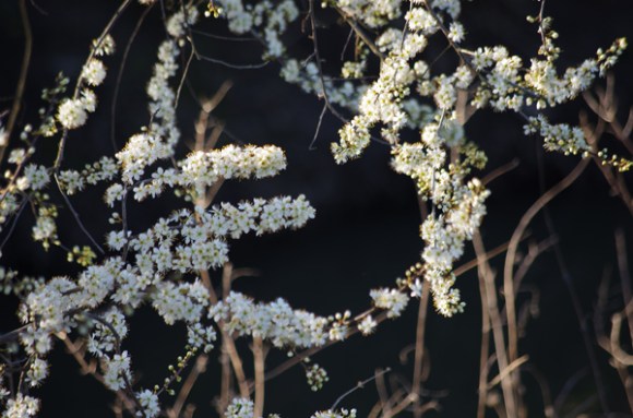 Fleurs -  Balade de Leo 2014
