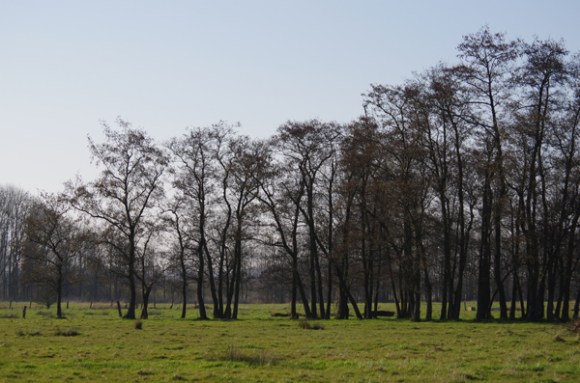 Arbres -  Balade de Leo 2014