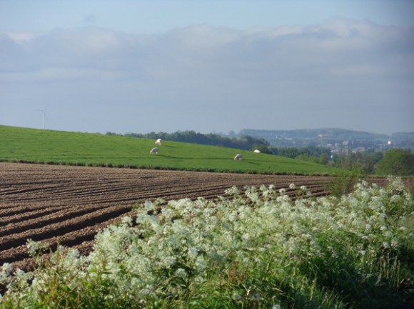 Paysage - La Patricia 2014 - Lys lez Lannoy