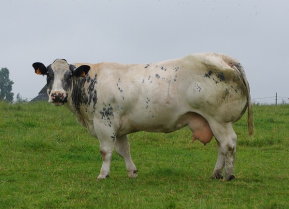 Euroclassic LKRT 2014 - Vaches