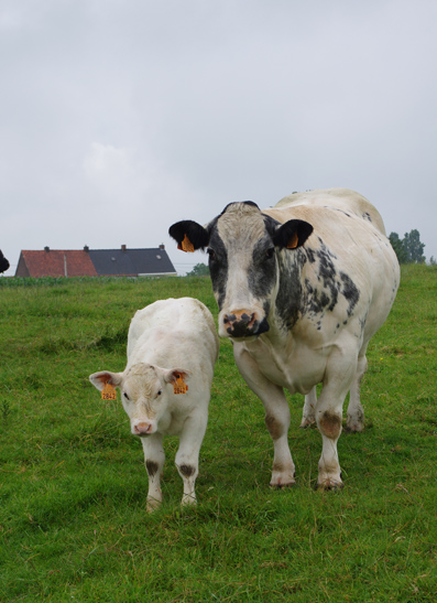 Euroclassic LKRT 2014 - Vaches