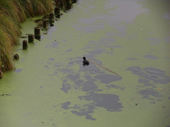 Randonnée Provin 2014 - Canal de Seclin
