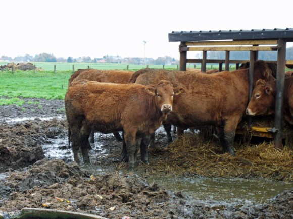 Willems VTT 2014 vaches