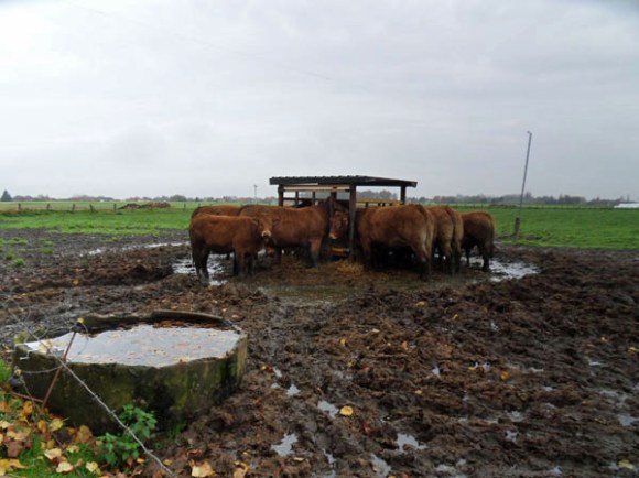 Willems VTT 2014 vaches