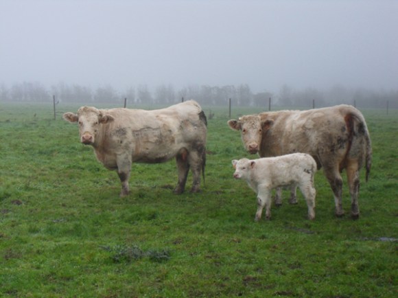 Raid des trois vallees - Saint Saulve 2014 13
