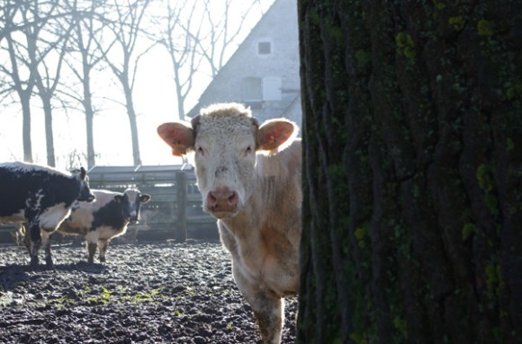 Retrouvailles 2015 - vache