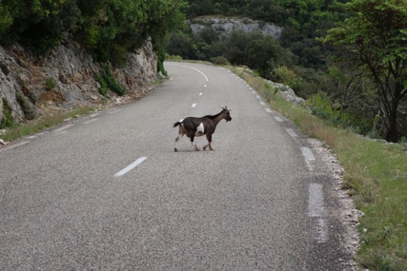 Les gorges de l'ardèche - Chèvre