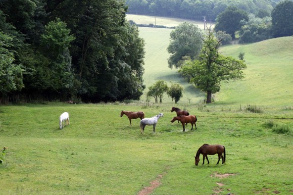 Brevet Roland Plamon - Seclin 2015 43