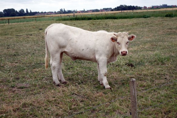 Rallye de la Ducasse - Bois Grenier 2015 46