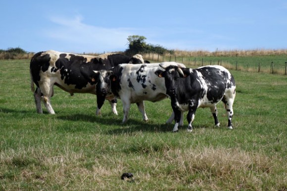 Souvenir Patrick HANQUEZ Houplines 2015 79