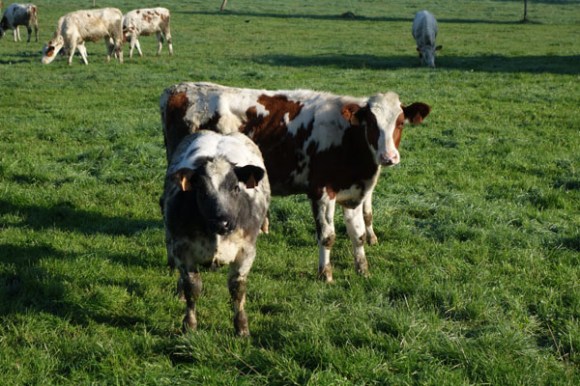 Monts et Moulins Roubaix 2015 60