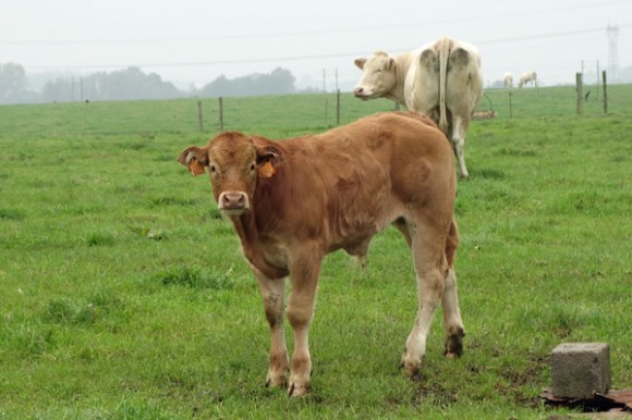 Souvenir Jacques Lohier - Phalempin 2015 77