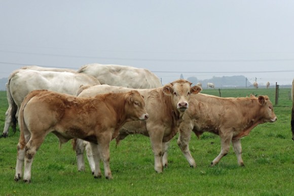Souvenir Jacques Lohier - Phalempin 2015 78