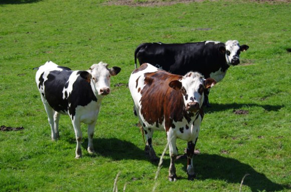 Veloscenie 2015 4 -  34