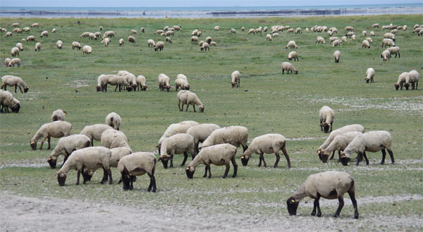 Veloscenie 2015 - Mont Saint Michel 38