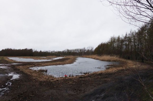 Renards des sables - Flines des Raches 2016 35