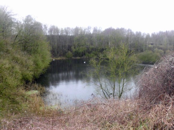 Renards des sables - Flines des Raches 2016 170