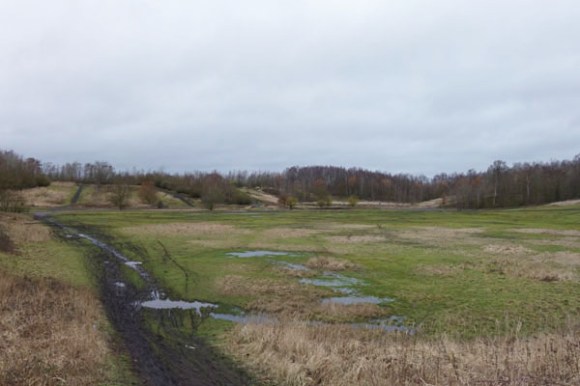 Renards des sables - Flines des Raches 2016 68