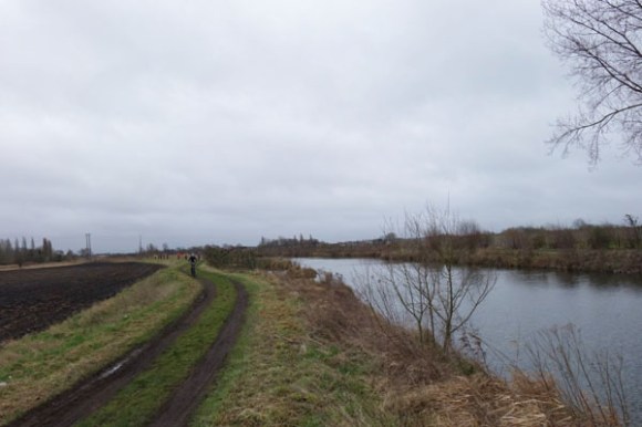 Renards des sables - Flines des Raches 2016 125