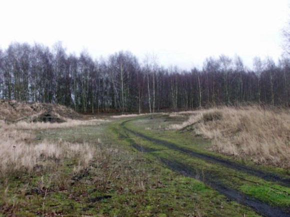 Renards des sables - Flines des Raches 2016 171