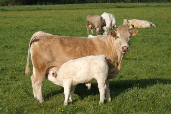 Ronde du printemps - Marchiennes 2016 4