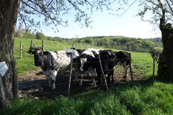 Les belles censes - Anstaing 2016 51