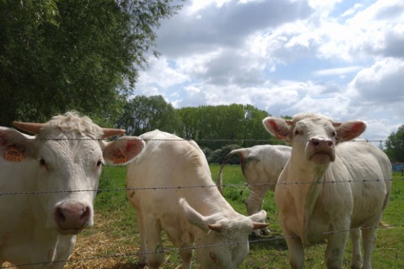 Ronde du printemps - Marchiennes 2016 151