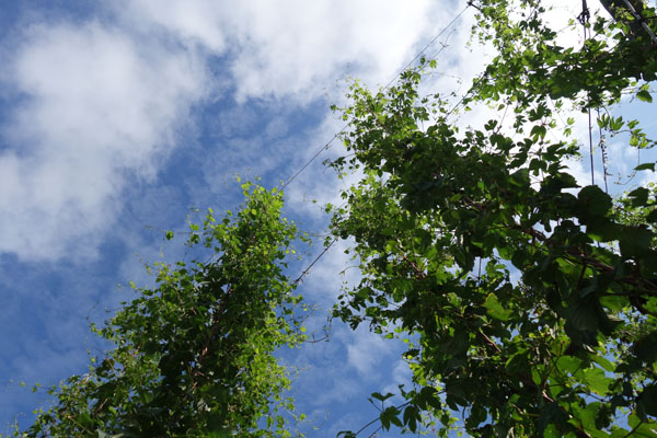 Route du Houblon - Comines 2016 112