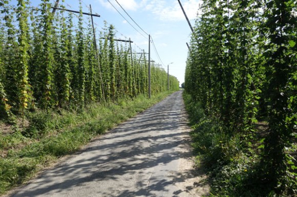Route du Houblon - Comines 2016 89