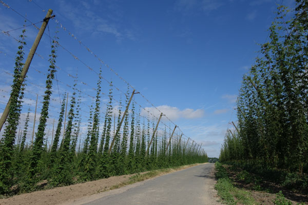 Route du Houblon - Comines 2016 104