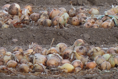 Randonnee du Beffroi - Loos 2016 6