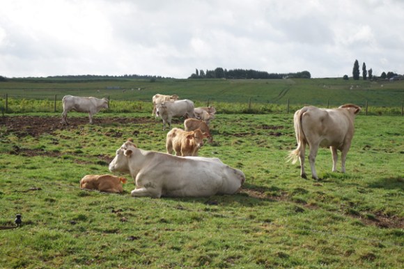 Brevet Memorial Freddy Lemaire- Ploegsteert 2016 106