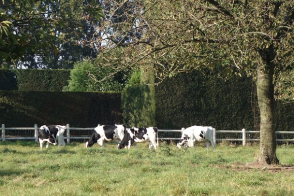 anstaing-telethon-2016-204