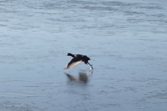 ronde-de-noel-linselles-2016-77