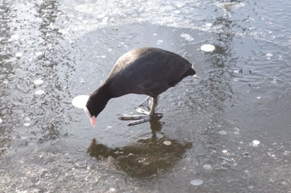 ronde-des-rois-roubaix-2017-198